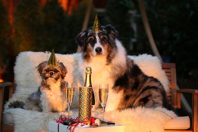 dogs at new year